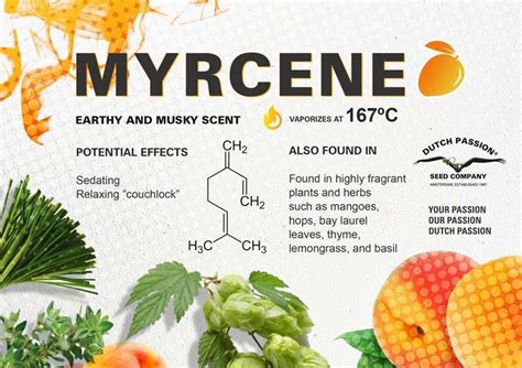 beta myrcene|Myrcene Terpene Review: What Is It And What It Does .